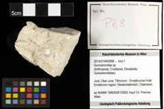 Foto (Objekt + Etiketten) von Goniodromites sp. 